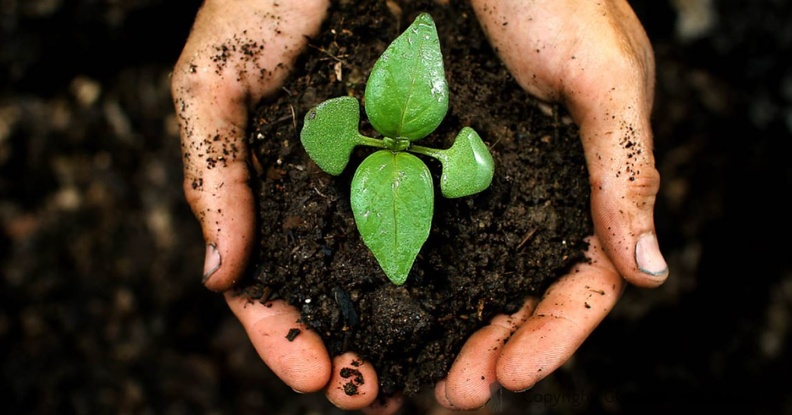 Какое удобрение для растений выбрать?