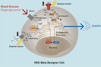 В лечении сахарного диабета помогут искусственные бета-клетки‍