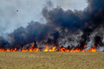 Ученые: Лиственница и тополь спасут населенные пункты от пожара