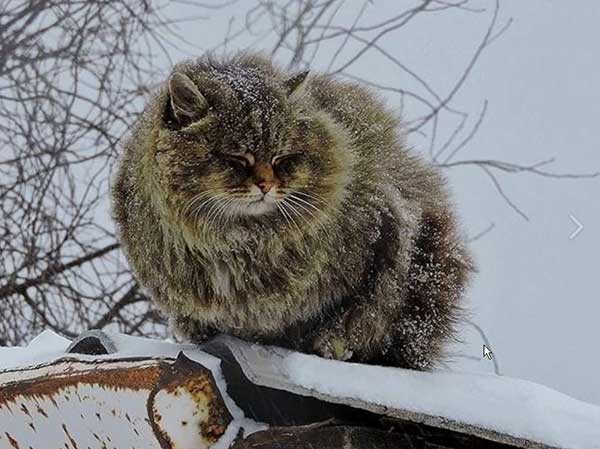 ❄ ВЕЧЕРНИЙ РАССКАЗ "КОТ" ❄