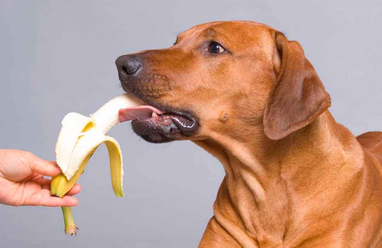 Какие фрукты можно есть собакам?