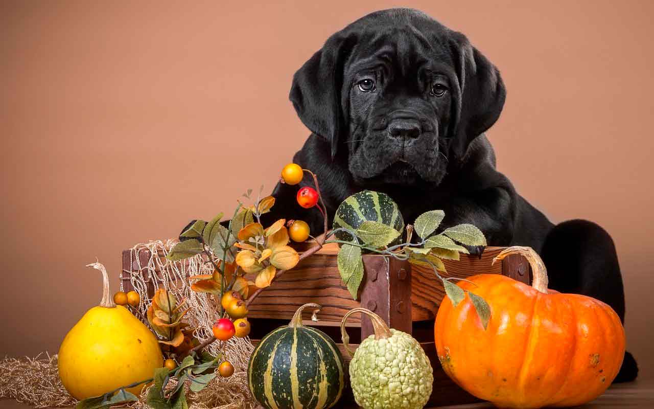 Можно ли собакам есть свеклу?