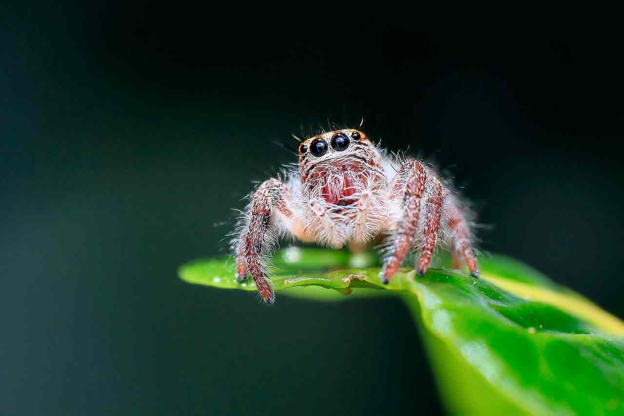 Перестаньте делать свою кровать доступной для пауков